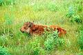 bison-baby