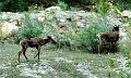 caribou