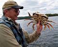 dungness-crab