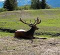 elk_at_awcc