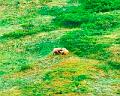 grizzly_cubs_denali2-a