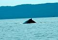 humpback_whale