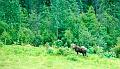 moose