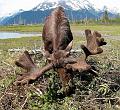 moose_at_awcc