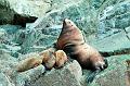 sea_lions-big-guy