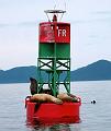 sea_lions