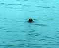 sea_otter_kenai_fiords