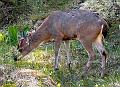 sitka_deer