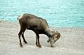 stone_sheep-ram
