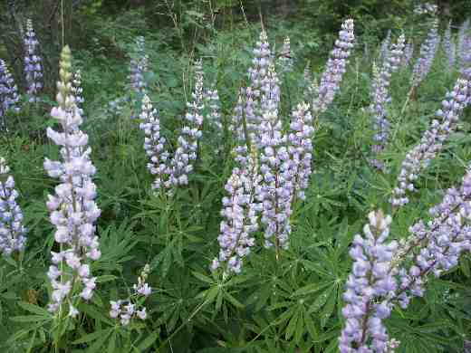 lupine.jpg
