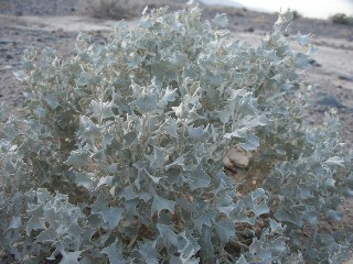 04desert_holly2.jpg