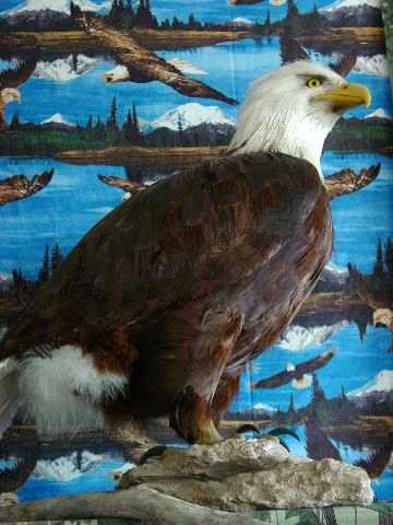 09_bald_eagle.jpg