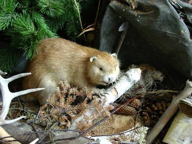 10_beaver.jpg
