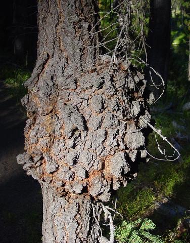 14burl_silentcreek_trail_umpqua_nf.jpg