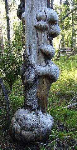 15burls_silentcreek_trail_umpqua_nf.jpg