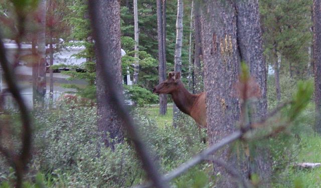 elk2.jpg