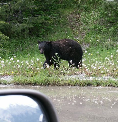 03a_bear.jpg