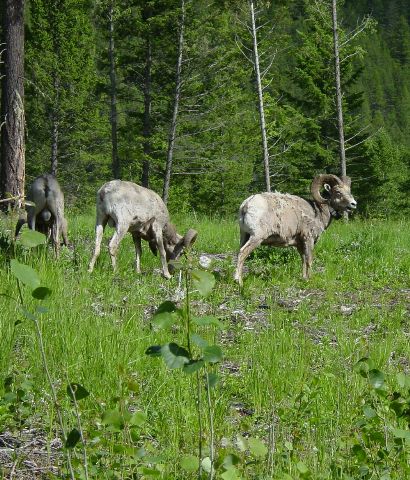 03b_bighorn.jpg