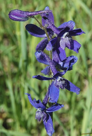 1larkspur2.jpg
