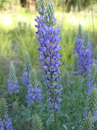 1lupine.jpg