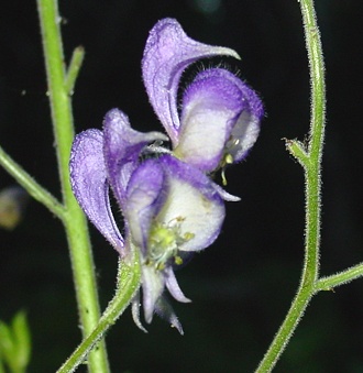 1monkshood.jpg