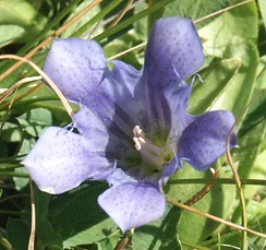 1trappers_gentian.jpg