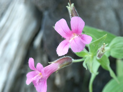 1cusicks_monkeyflower.jpg