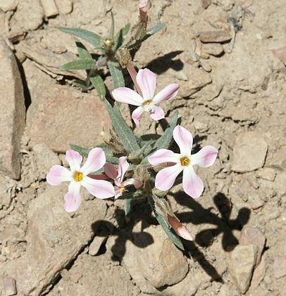 1desertflower1.jpg