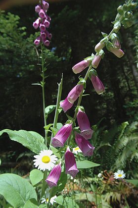 1foxglove_and_daisy.jpg