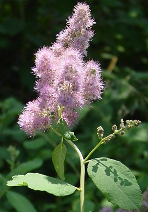 1horsemint.jpg