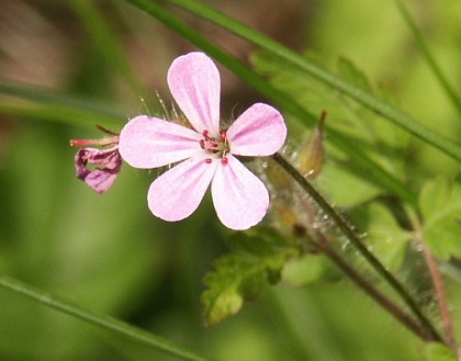 1oregon_geranium.jpg
