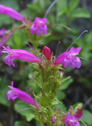1penstemon2.jpg