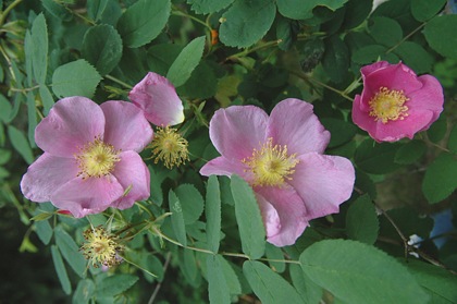 1wild-roses.jpg