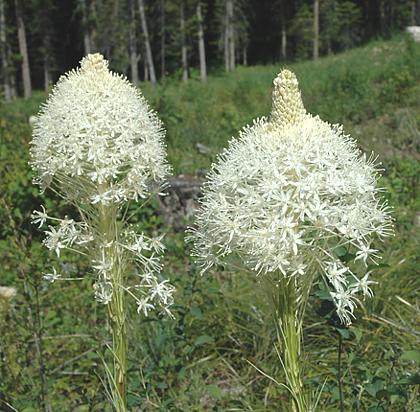 1beargrass.jpg