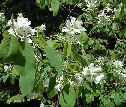1serviceberry.jpg