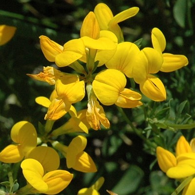 1birds-foot-trefoil.jpg