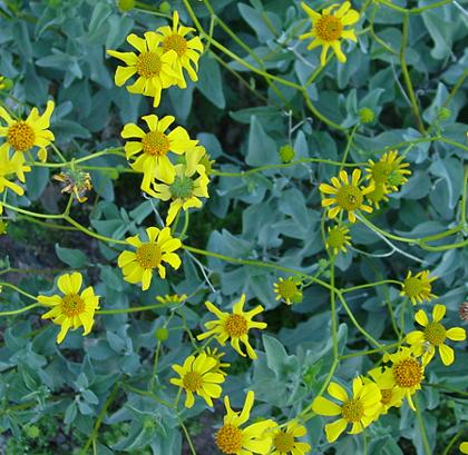 1brittlebush.jpg