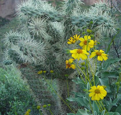 1cholla-w-brittlebush.jpg