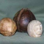Hickory – Special tree – Special nut
