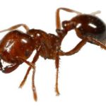 Fire Ants – Beware!!!