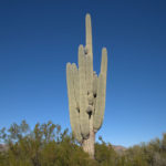 Saguaro – Icon of the Southwest